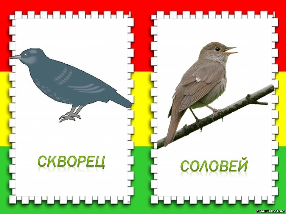 Картинки перелетных птиц для детей с названиями по отдельности